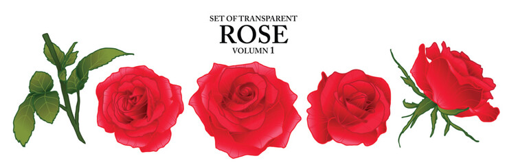 Set of isolated flower illustration in hand drawn style. Rose in vivid red color on transparent background. Floral elements for presentation, packaging or fragrance design. Volume 1.