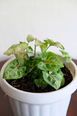 Selective focus of Syngonium houseplant. Beautiful leaf color and pattern.