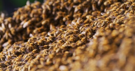 Macro Shot of Bees Producing Honey