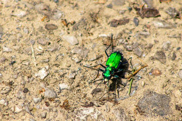Six-Spotted Tiger Beetle on Walking Path