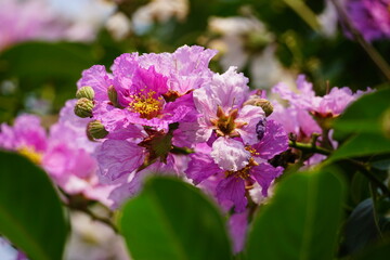 Purple Lagerstroemia speciosa flowers bloom in the summer