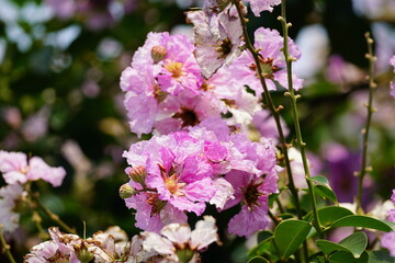 Purple Lagerstroemia speciosa flowers bloom in the summer