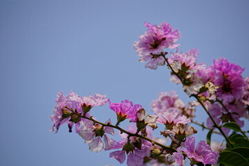 Purple Lagerstroemia speciosa flowers bloom in the summer