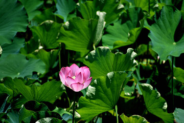 美しい蓮の花が咲いている夏の朝の風景