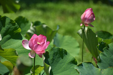 美しい蓮の花が咲いている夏の朝の風景