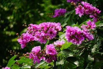 Obraz premium Purple Lagerstroemia speciosa flowers bloom in the summer