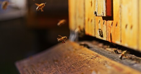 Macro Shot of Bees Producing Honey
