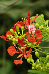 Red Delonix regia flowers bloom in the summer