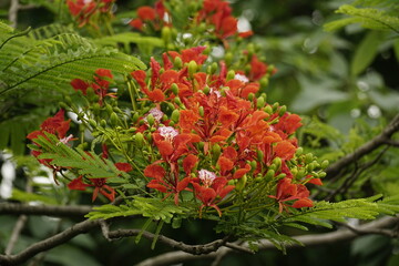 Red Delonix regia flowers bloom in the summer