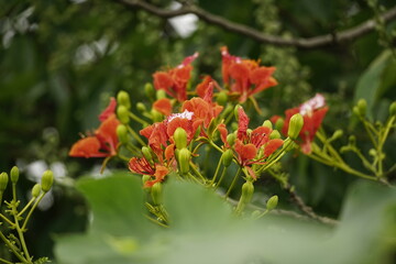 Red Delonix regia flowers bloom in the summer