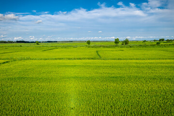 Aerial photography of rice fields in Daqing City close-up