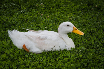White duck with an orange beak and feet resting on green grass.