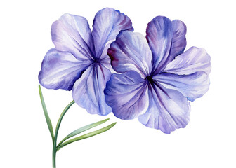 Tropical blue flowers and leaves on an isolated white background, watercolor painting illustration, exotic flower