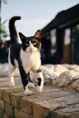 A cute black and white street cat with a pink nose and yellow eyes walks in the old town of Zemun, Belgrade, Serbia. A stray cat or a pet on its own.