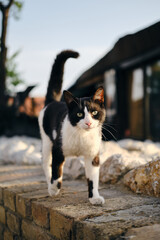 A cute black and white street cat with a pink nose and yellow eyes walks in the old town of Zemun, Belgrade, Serbia. A stray cat or a pet on its own.