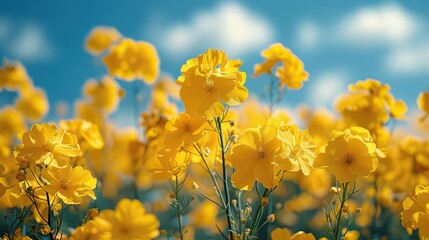 Obraz premium A field of bright yellow canola flowers under a blue sky.
