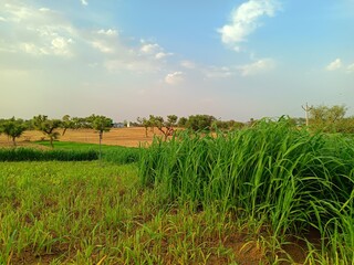 Beautiful blue sky with green grass in village field 