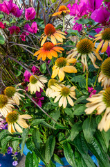 Pięknie kwitnące kwiaty w przydomowym ogrodzie © piotr