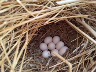 Eight eggs in a nest made of stick and grass 