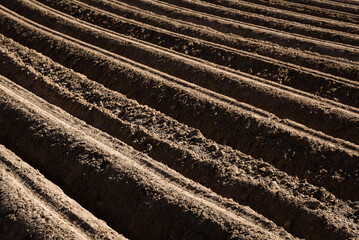 AGRICULTURE - Field with ridges of planted potatoes