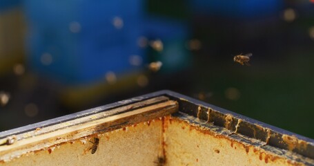 Macro Shot of Bees Producing Honey