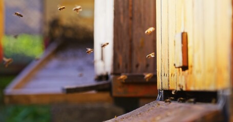 Macro Shot of Bees Producing Honey