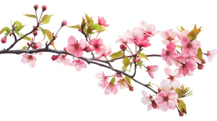 Fototapeta premium Painted Flower. Realistic Tree Branch and Flower Photo Overlay to Capture Nature's Blooming Beauty