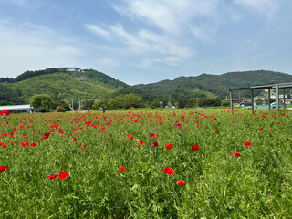 양귀비꽃밭
