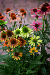 Pięknie kwitnące kwiaty w przydomowym ogrodzie © piotr