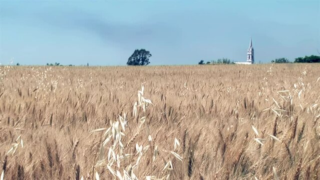 San Jose Catholic Church and Wheat Field in Crespo, Entre Rios, Argentina.  