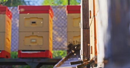 Macro Shot of Bees Producing Honey