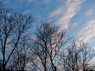 Hackberries at winter in Milan, Italy