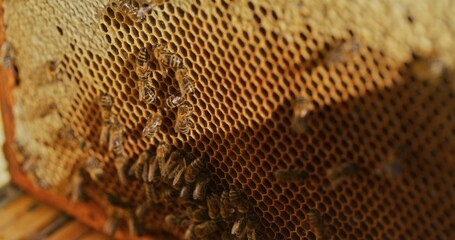 Macro Shot of Bees Producing Honey