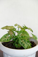 Selective focus of Syngonium houseplant. Beautiful leaf color and pattern.