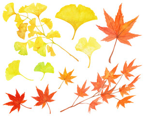 紅葉　銀杏　モミジ　イチョウ