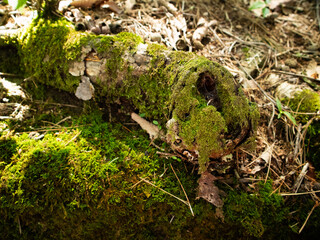 나무에 낀 이끼