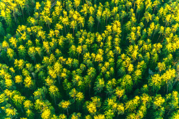 aerial view of green forest
