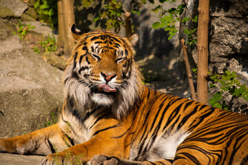 critically endangered Sumatran tiger