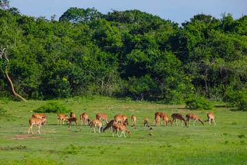 Sika or spotted deers herd in wood