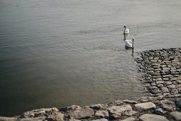 Beautiful white swans on the Danube river in the morning at dawn. Swan Lake in old town Zemun....