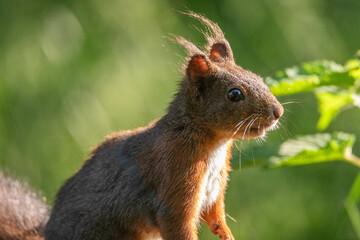 Eichh&ouml;rnchen