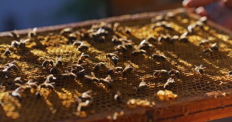 Macro Shot of Bees Producing Honey