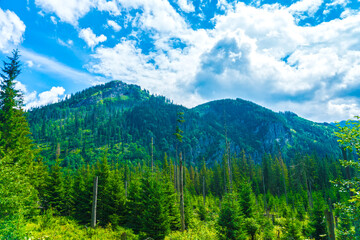 Fototapeta premium Scenic Mountain Trail in Zakopane's High Tatras, Poland with Vibrant Wildflowers