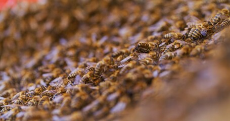 Macro Shot of Bees Producing Honey