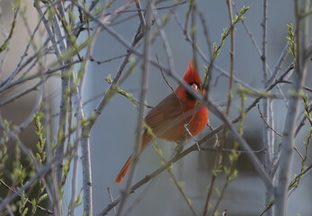 red northern cardinal hides behind branches on a spring day