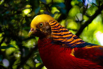 Chinese Golden Pheasant
