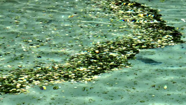 La fontana di Trevi durante la raccolta delle monete lanciate dai turisti a Roma.
Operai recuperano le monete lanciate dentro la fontana dai turisti in visita a Roma, Italia. 