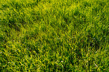 background and texture of green grass at sunset