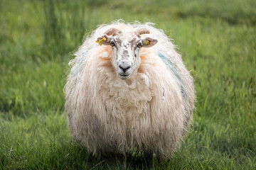 Obraz premium Schaf