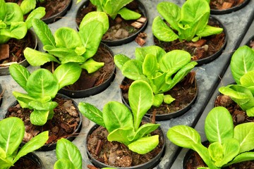 A row of potted plants with green leaves sit on a table